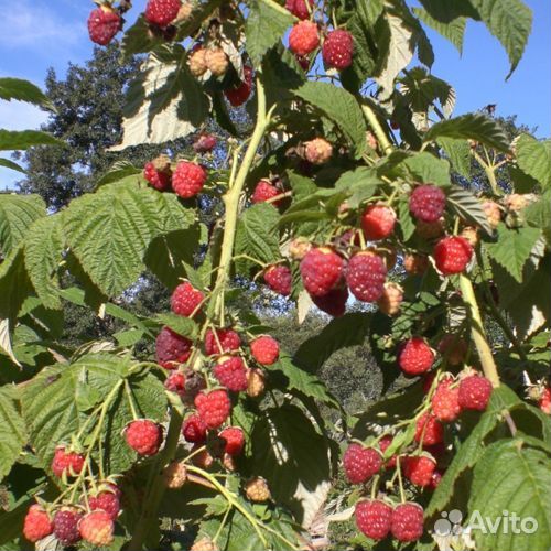 Ремонтантная малина Геракл