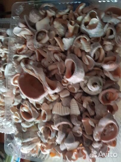 Морские ракушки