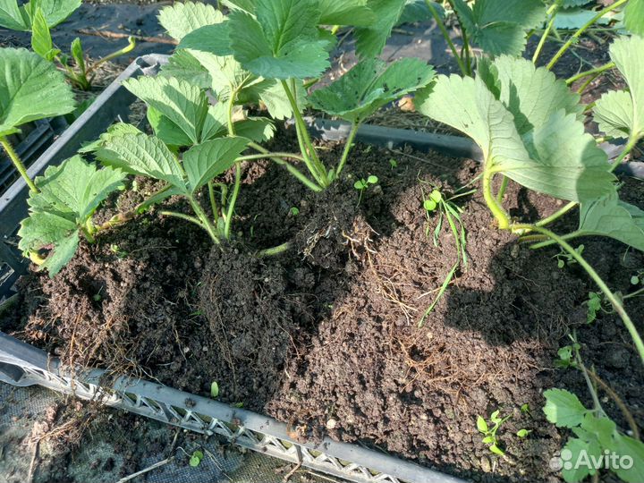 Рассада клубники и смородины