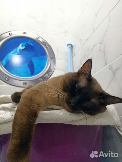Кот для вязки