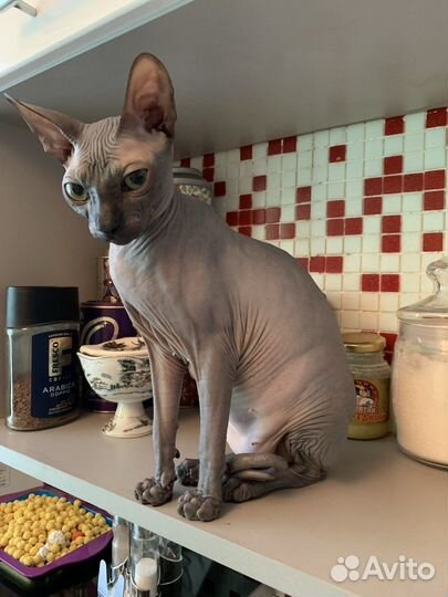 Кошка ищет кота для вязки