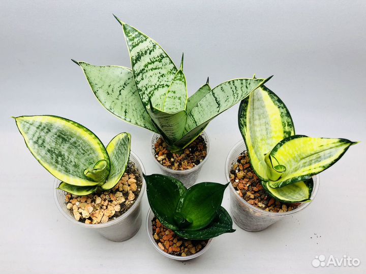 Сансевиерия сортовая