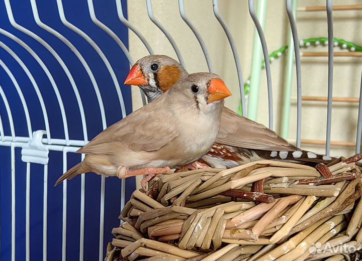 Зебровые амадины (семейная пара), с птенцами