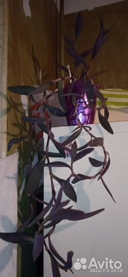 Сеткреазия пурпурная, традесканция