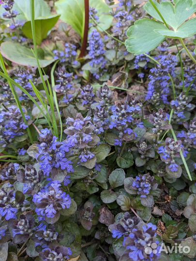 Почвопокровные растения