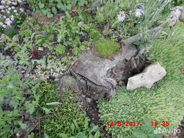 Многолетники для альпийской горки