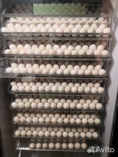 Утята бройлерные Sk-6 оптом и в розницу