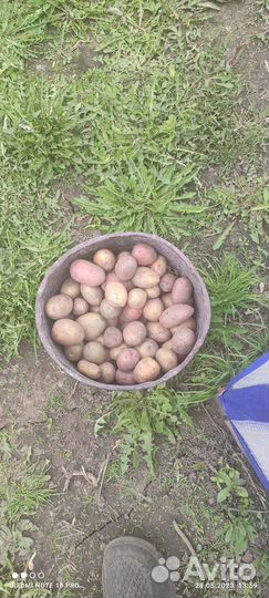 Семенной картофель