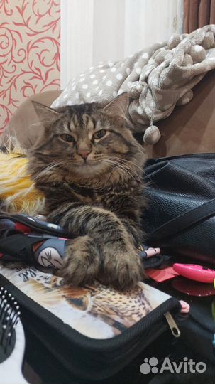 Кот вязка