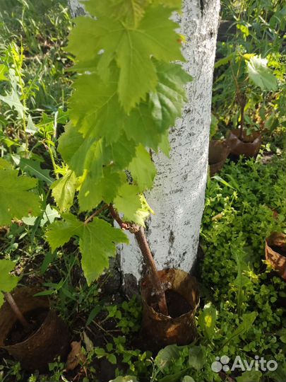 Саженцы винограда