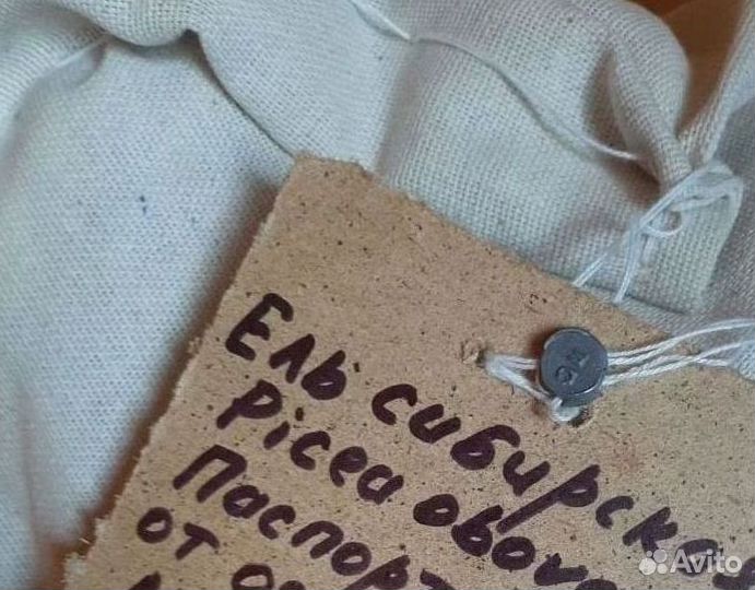 Семена сосны обыкновенной