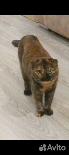 Отдам в добрые руки вислоухих котят