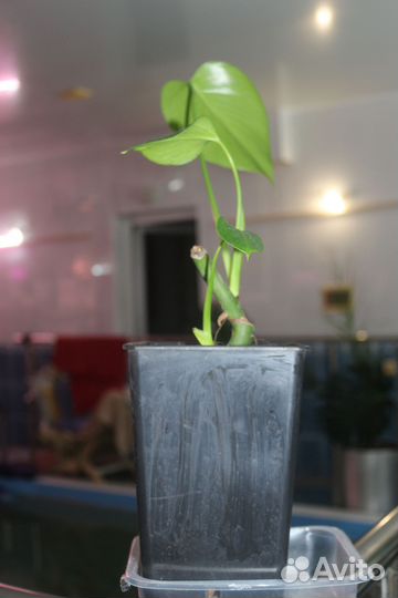 Монстера деликатесная крупная