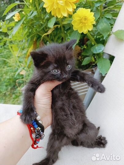 Котенок девочка