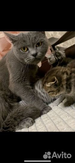 Шотландские котята