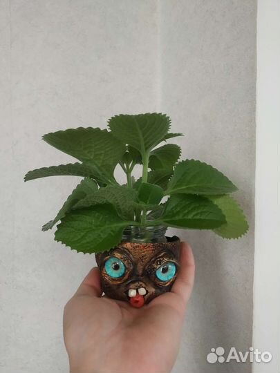 Комнатная мята плектрантус