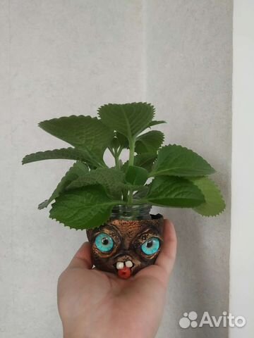 Комнатная мята плектрантус