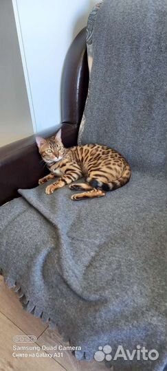 Передержка кошек на Ладожской (у котоняни дома)