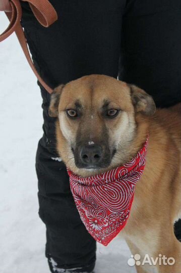 Никому не нужен без породы