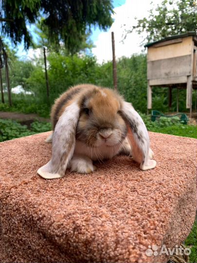 Французский баран