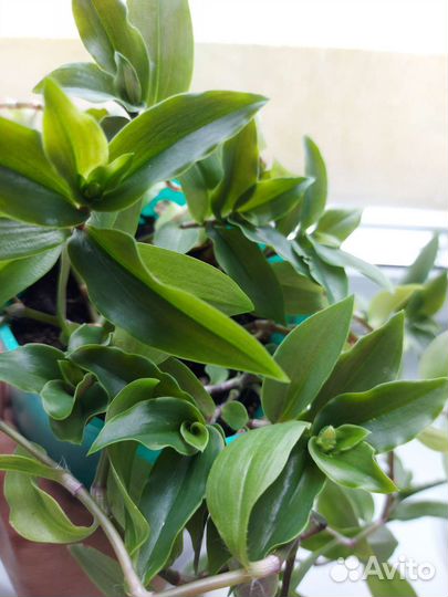 Традесканция Миртолистная