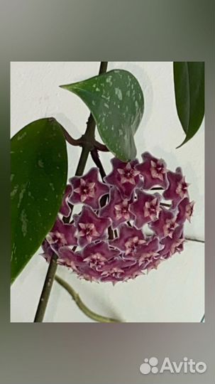 Хойи черенки, взрослые