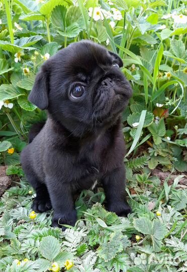 Щенки мопса