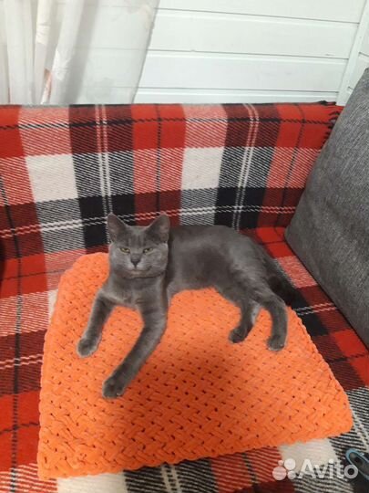 Передержка домашних животных