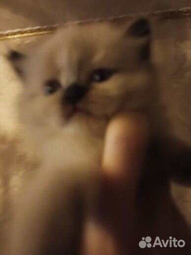 Котенок (Дым-Дымыч) Священная бирма