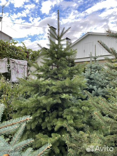 Голубые Ели