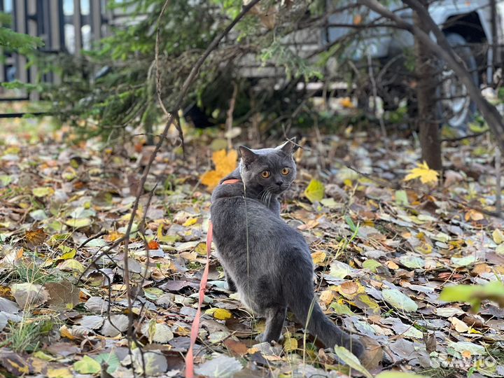 Вязка с шотландским котом случка