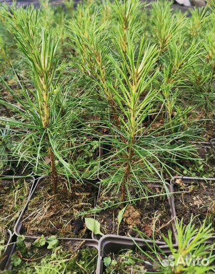 Кедр. Саженцы