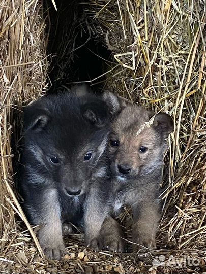 Собака в добрые руки щеноки