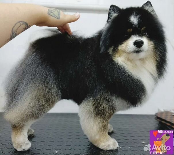 Стрижка собак (груминг)