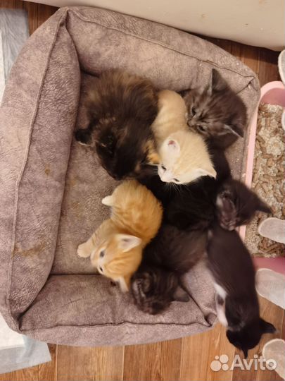 Котята в добрые руки