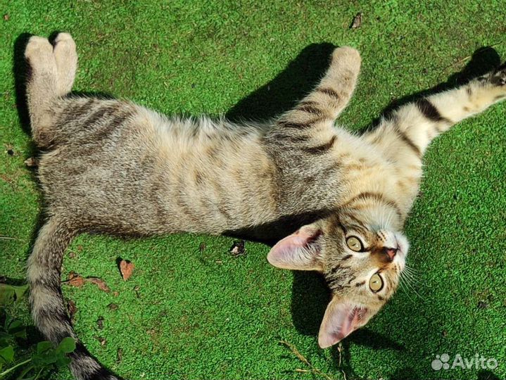 Кошка в дар