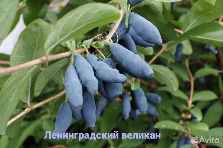 Жимолость съедобная лучших сортов