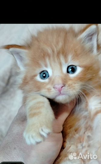 Котята