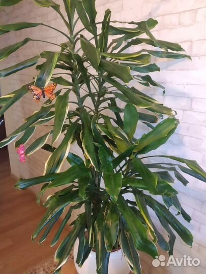 Драцена Голден кост