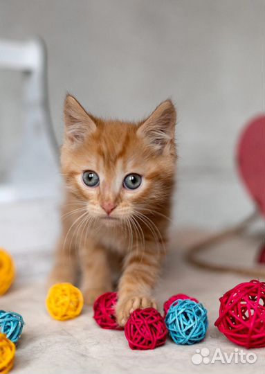 Рыжий котенок в добрые руки