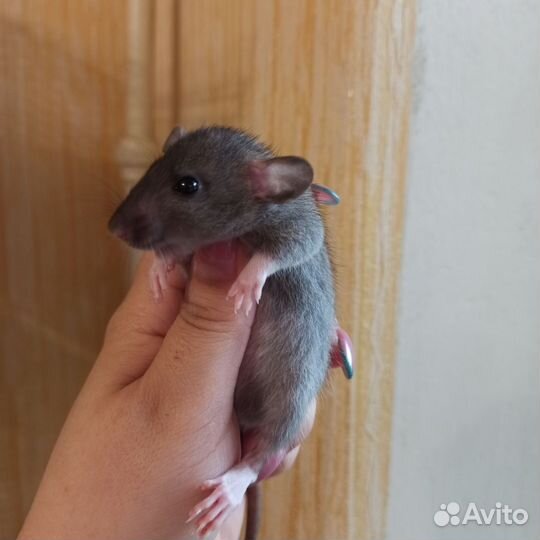 Крысята дамбо