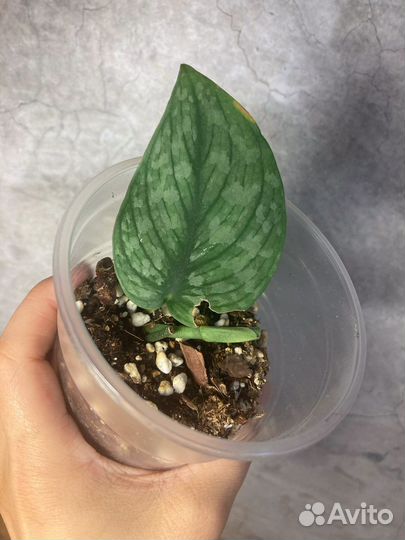 Сциндапсусы эпипремнумы