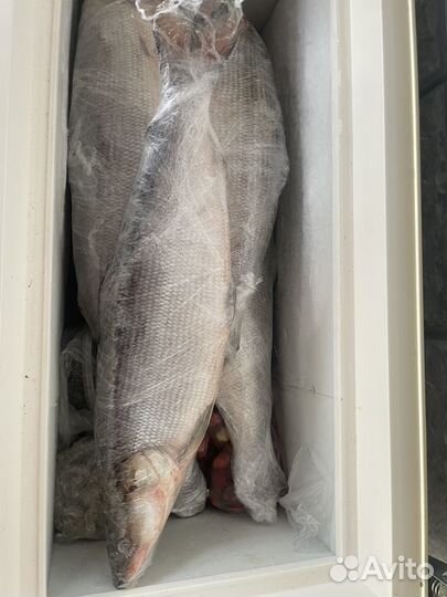 Свежая северная рыба