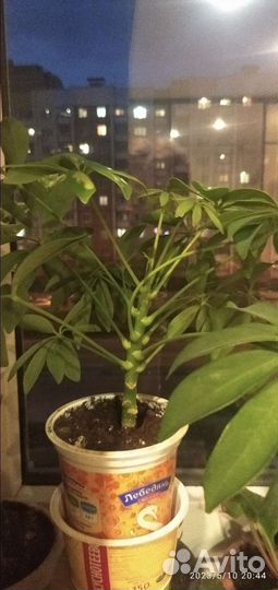 Шеффлера, глоксиния бордовая, хаворция, и др