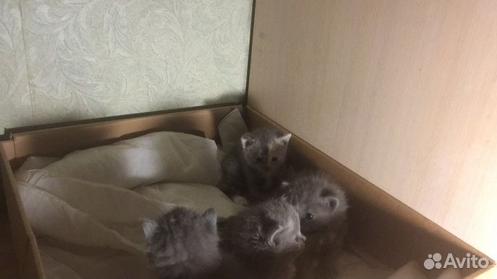 Британские котята