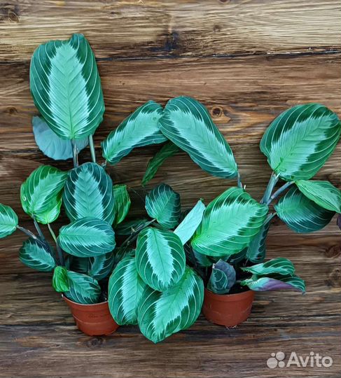 Maranta Lemon Limе Maranta Silver Band