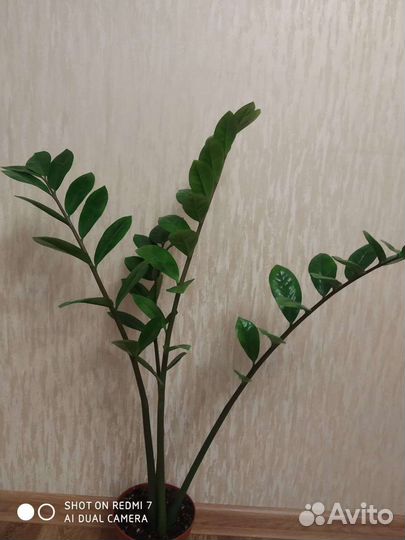 Замиокулькас