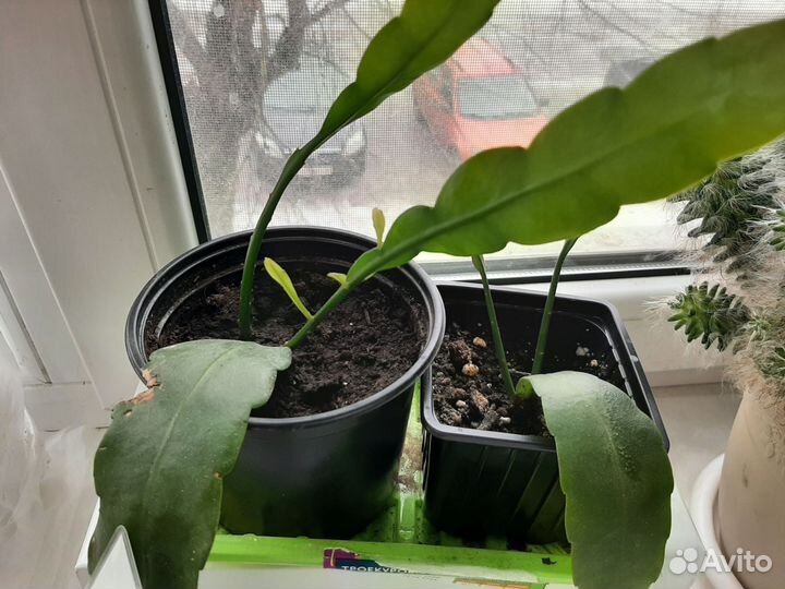 Комнатные цветы