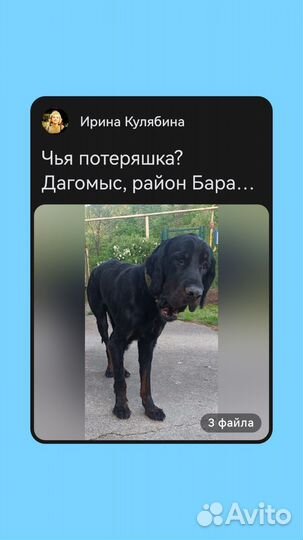 Ищем хозяина