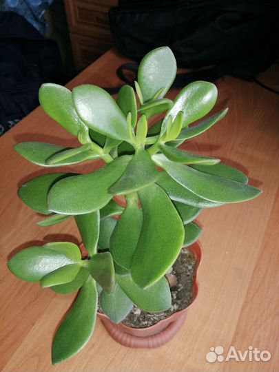 Толстянка (живое дерево)